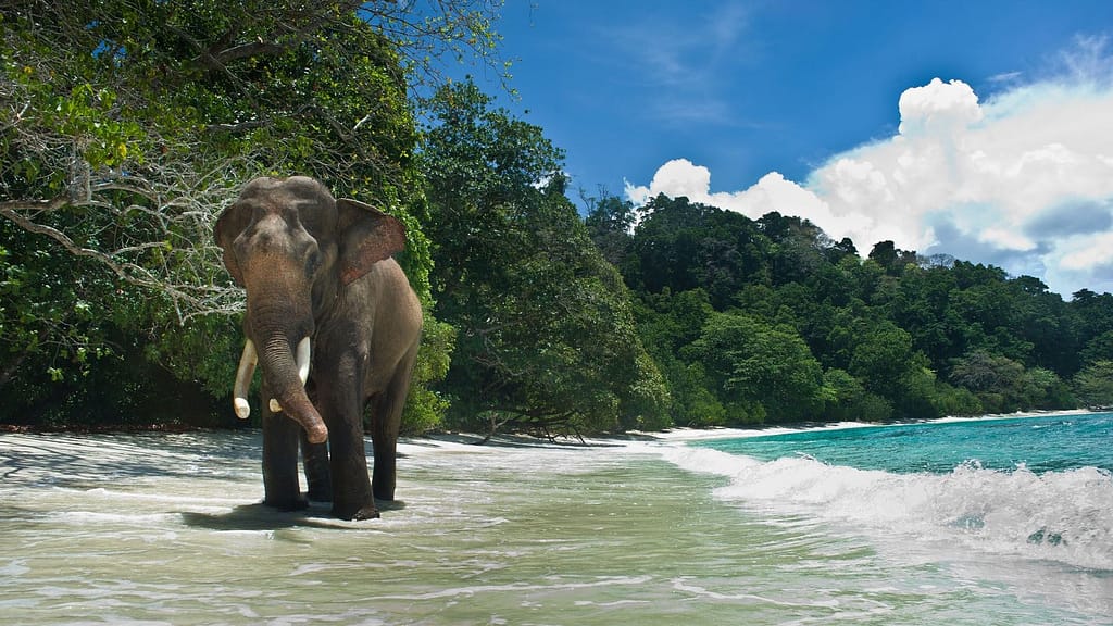 Fun Places to Visit in India - Andaman