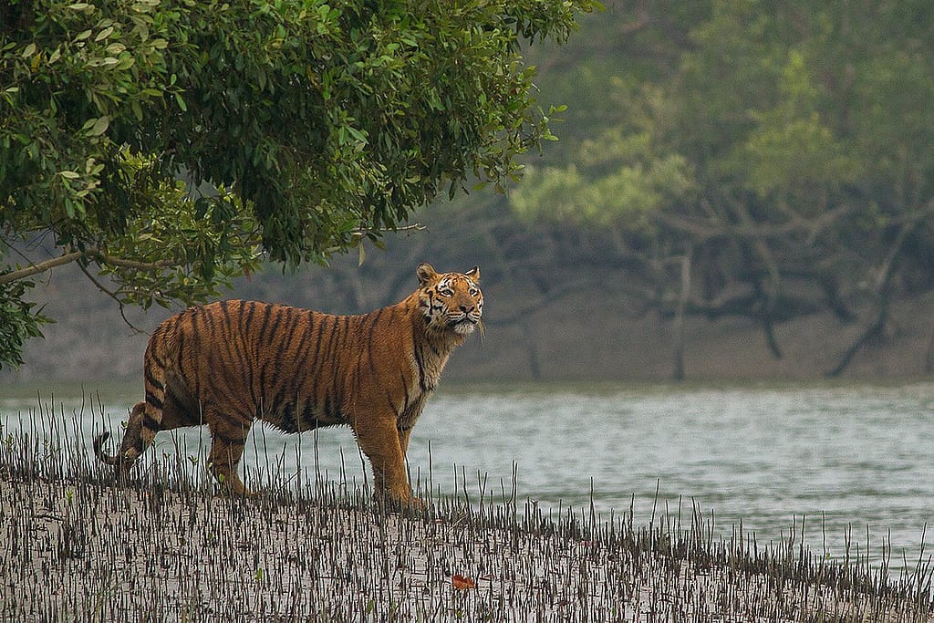 Sundarban Tiger