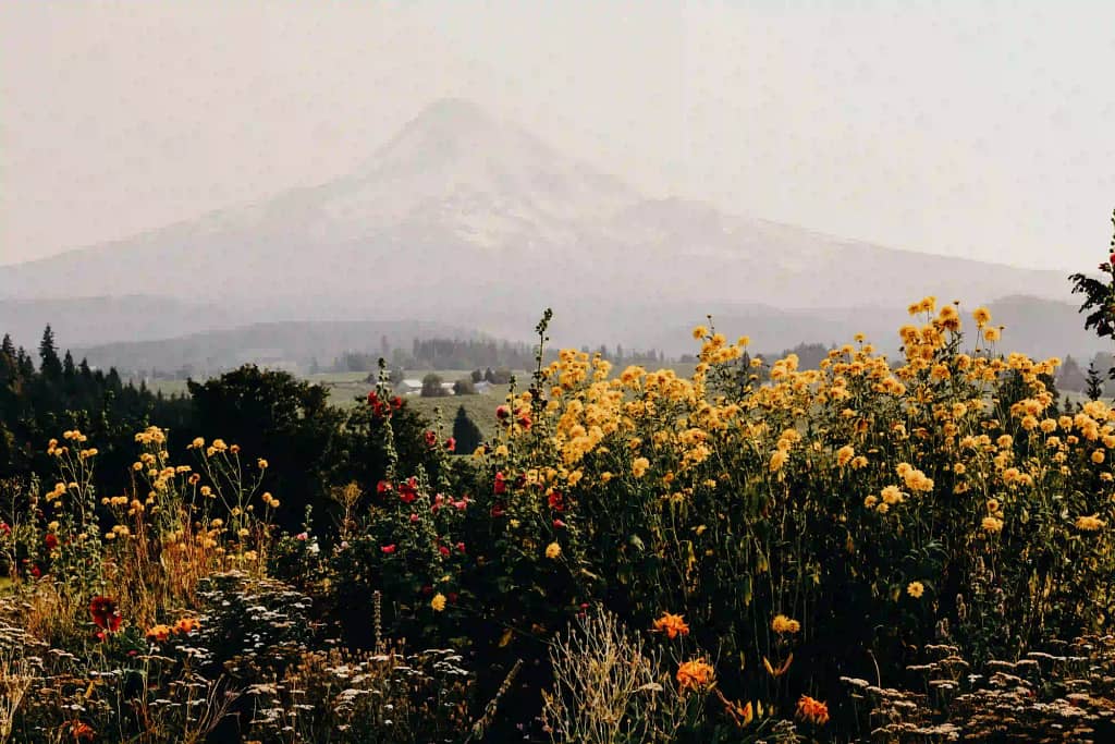 Wildflowers with the mountains in the background. 