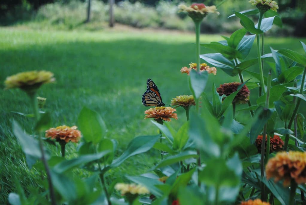 A butterfly perching on a flower in a garden. 