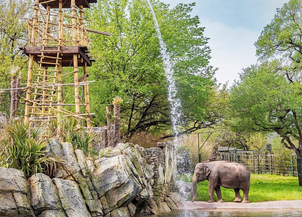 Weekend Activities in Fort Worth - Fort Worth Zoo Elephant Springs