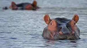 Kainji Lake National Park boasts a wide range of biodiversity including hippos.