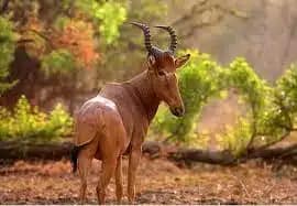 Kamuku National Park is notable as a wildlife sanctuary