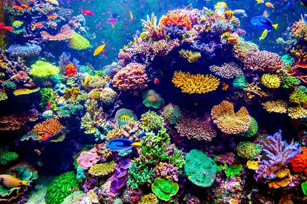 Colourful underwater creatures 