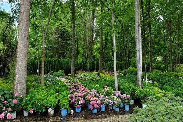Trees and flowers at Margo's garden center