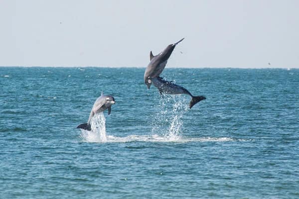 Two dolphins diving out of the water