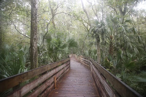 A trail surrounded by trees at the Jay B. Starkey Wilderness Park
