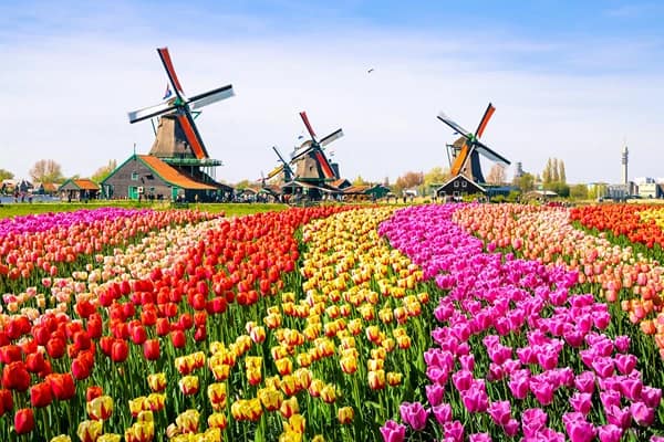 Colourful flowers arranged in a garden in horizontal long sections with three huge buildings in the background with colourful windmills attached to them