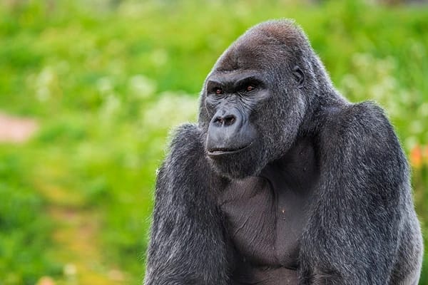 A gorilla at Bristol Zoo Gardens 