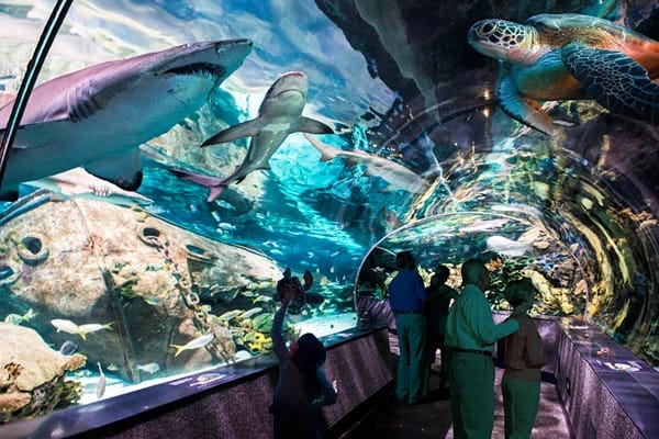 People standing in an underground walkway surrounded by sharks, turtles and sea life separated by a viewing glass