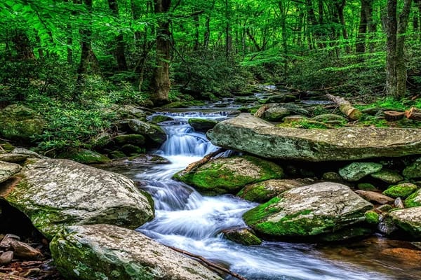 A flowing creek with foamy waters surrounded by rocks with green growths and tall green trees.