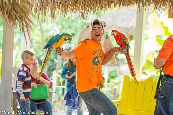 A man holding five parrots and smiling with other people in the background.