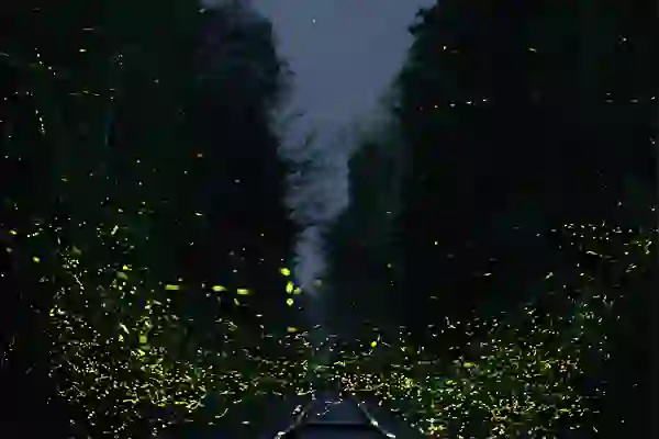 Fireflies at night in trees