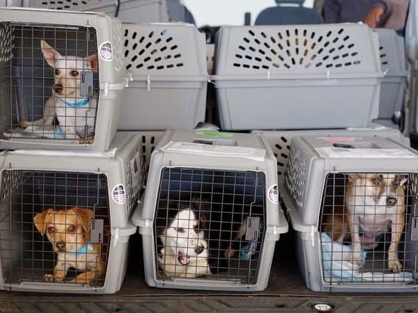 See how pets are transported on commercial airlines as animals increasingly accompany customers on vacation