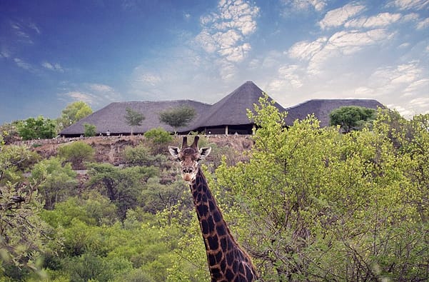 giraffe in a green forest in best things to do in Gaborone, Botswana.