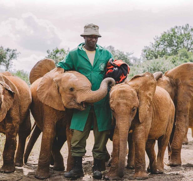 a man surrounded by brown elephants