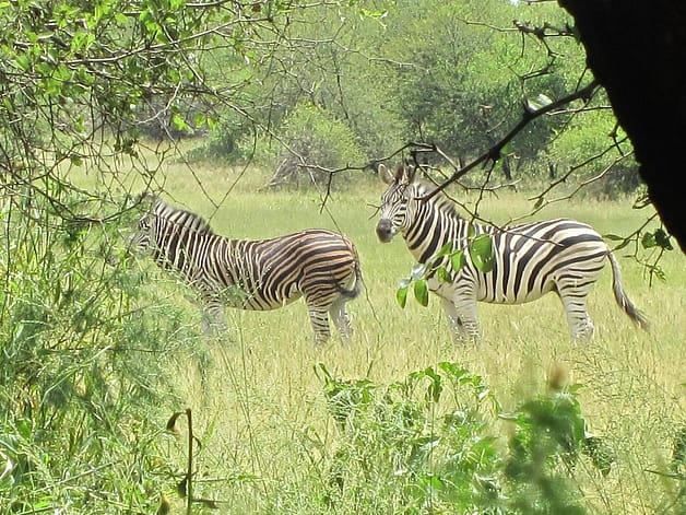 zebras in a green forest