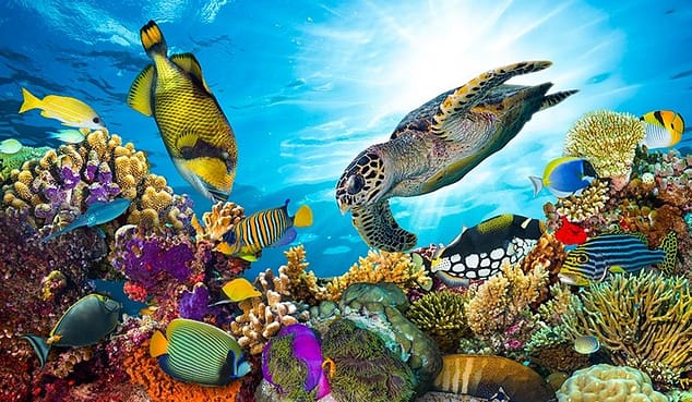 Aquatic animals in the Great Barrier Reef