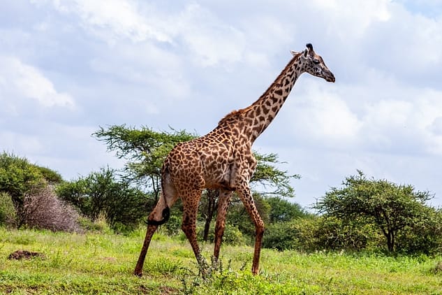 A Giraffe in an African Safari