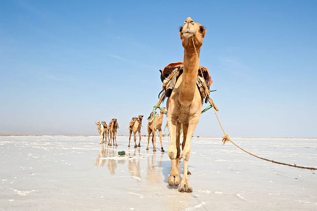 camels walking on a white salt lake