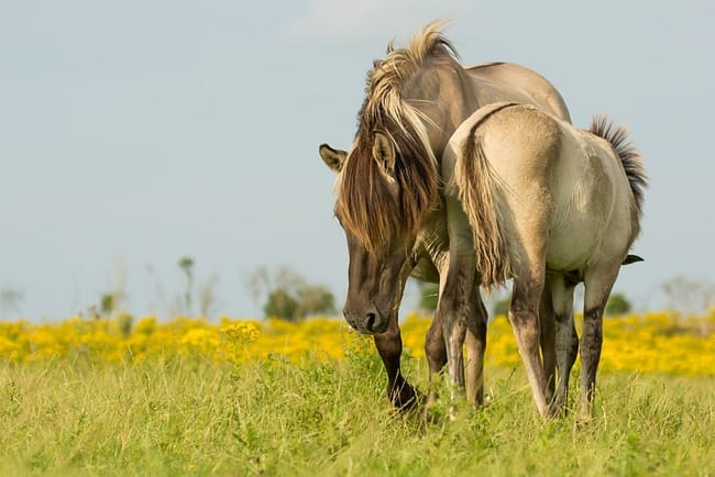 two light brown horses on a green field