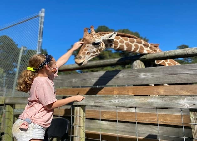 A girl touching the head of a Giraffe at the Aloha Safari Zoo
