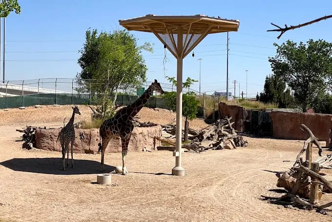 Giraffes in the El Paso Zoo 
