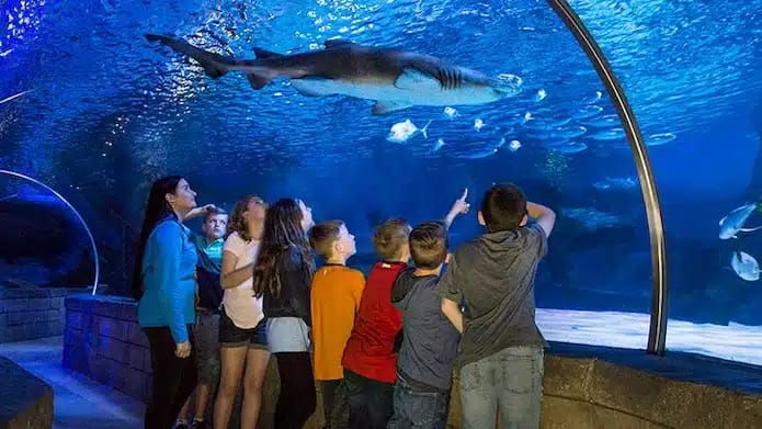 Kids viewing marine life at the city aquarium in ottawa ks