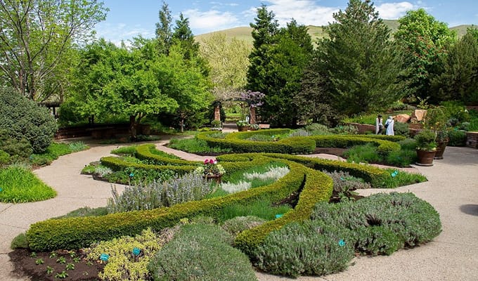 A large garden filled with green flowers and surrounded by short trees.