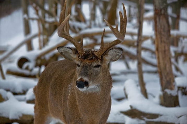 A brown Deer at the Whitetails Live, Gladwin, MI(Michigan)