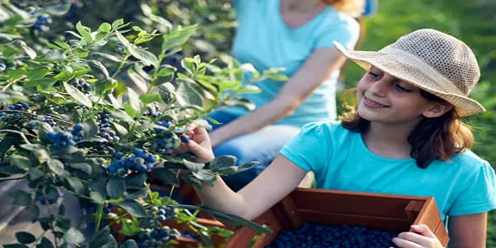 Go Berry Picking at Eckerman's Blueberry Hill