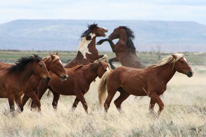 Wild Mustangs in the field 