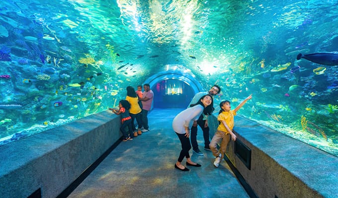 An aquarium with different families and their kids watching fishes 