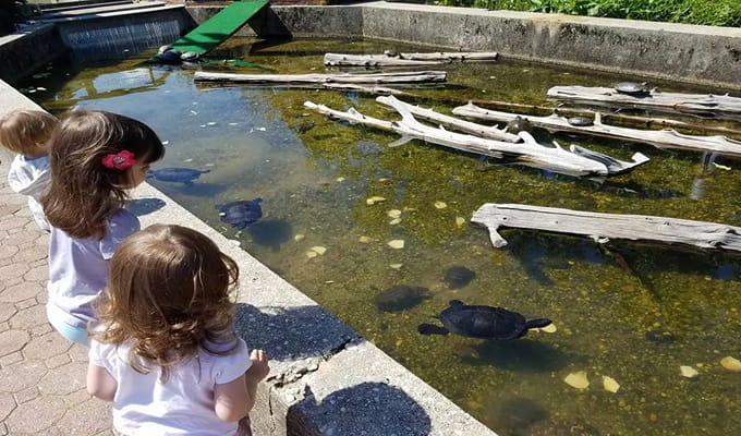 A fish pond Hatchery with three little girls looking at a tortoise. 