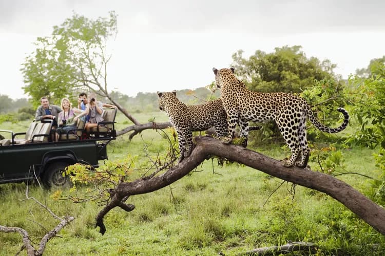 Tourists at the Kruger national park taking pictures of two Leopards
