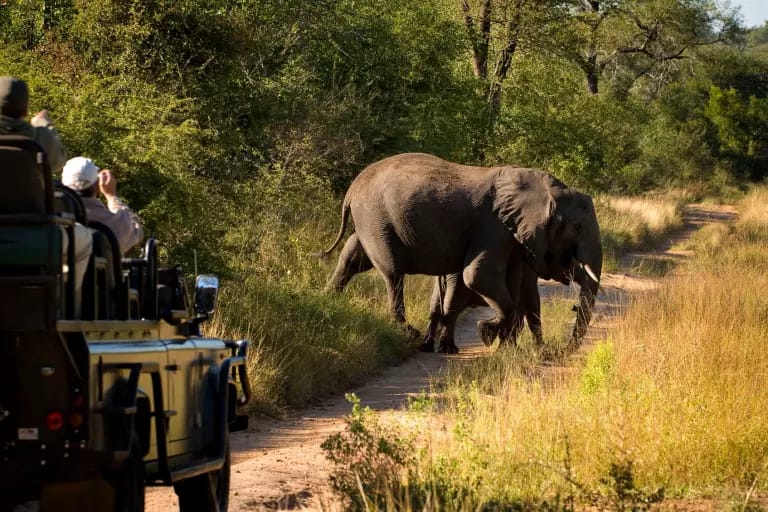 Tourists in a vehicle at the Kruger national park taking pictures  of Elephants