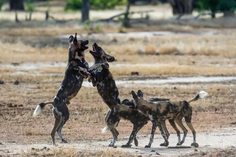 A small pack of African wild dogs playing