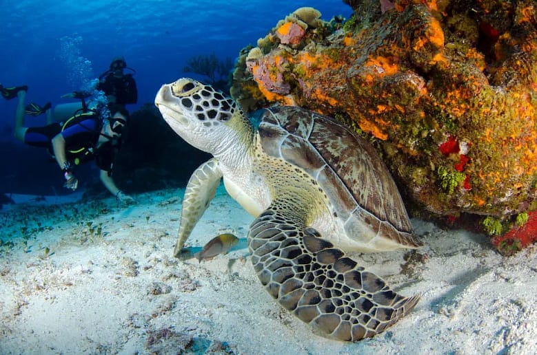 Explore the undersea world through scuba diving or snorkeling.