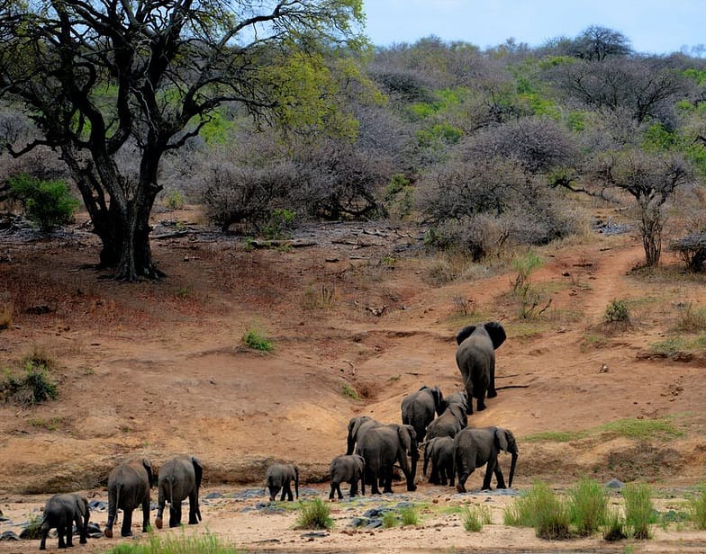 A safari with a group of elephants surrounded by trees