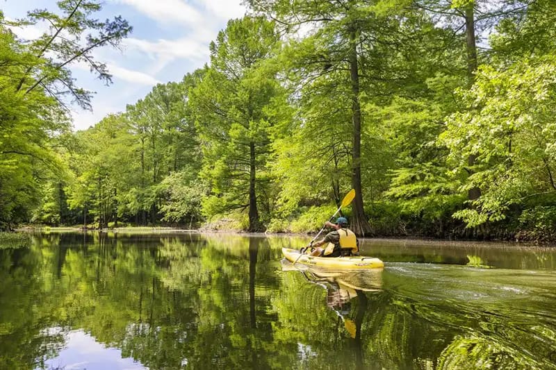 River surrounded by trees with a man kayaking on the water. 