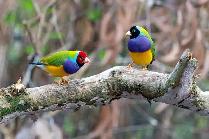 colourful birds perched on a tree branch 