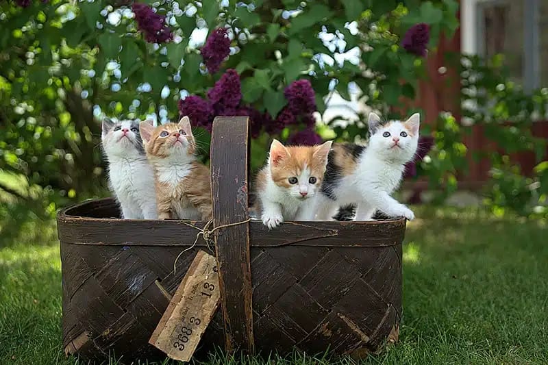 cats in a box on the grass 