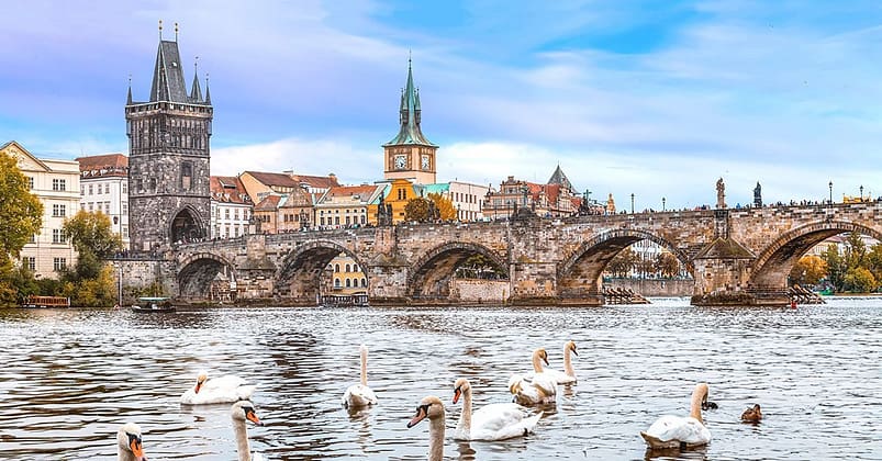 A group of white ducks on a large water body, close to a bridge, in Charles Bridge, Czech Republic