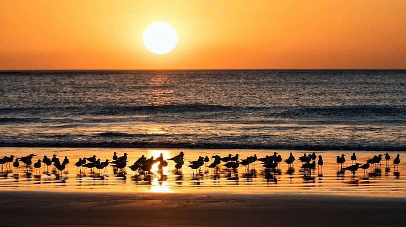 Birds on the seashore in the evening in Nicaragua.
