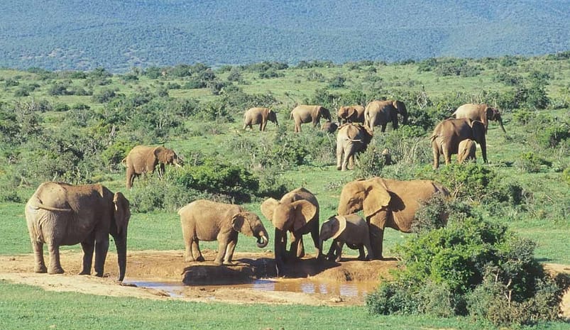 Addo Elephant National Park, Eastern Cape 