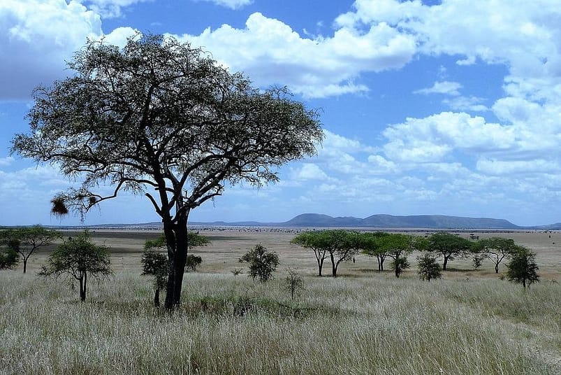 Serengeti National Park, Tanzania 